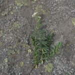 Galium anisophyllon Листок