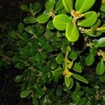 Buxus microphylla Листок
