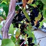 Vitis labrusca Φρούτο