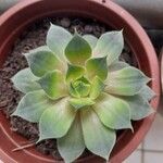 Sempervivum calcareum Лист