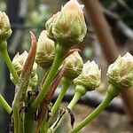 Pyrus pyrifolia Blomma