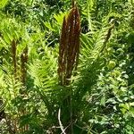 Osmundastrum cinnamomeum Flor