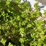 Arenaria serpyllifolia Лист