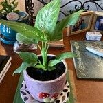 Dieffenbachia seguineFulla