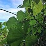 Hibiscus tiliaceusLeaf