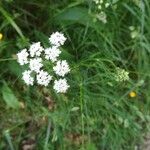 Conopodium majusBlodyn