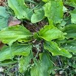 Plantago rugelii Folha