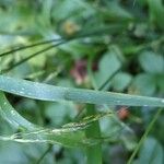 Lolium giganteum Leaf