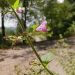 Clinopodium menthifolium Habitatea