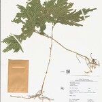 Selaginella parkeri Hoja