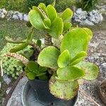 Cotyledon orbiculataΦύλλο