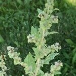 Atriplex rosea Агульны выгляд