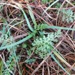 Pedicularis sylvatica Habit