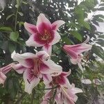 Lilium regale Virág
