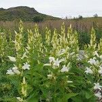 Campanula latifolia Övriga