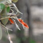 Quadrella odoratissima Květ