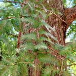 Metasequoia glyptostroboides ഇല