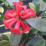 Rhododendron apoanum Flower