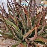 Aloe veraLevél