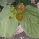 Actinidia chinensisFolha