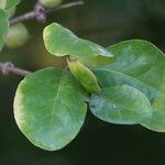 Randia aculeata Leaf