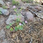 Geranium viscosissimum Kvet