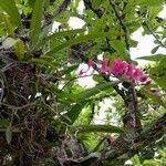 Rodriguezia lanceolata Flower