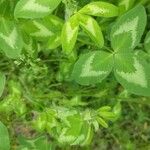 Trifolium pratense पत्ता