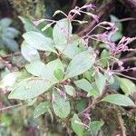 Neomirandea parasitica Leaf