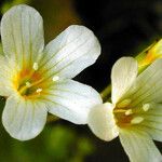 Romanzoffia californica Flor