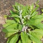 Digitalis thapsi Leaf