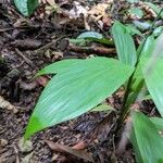 Pharus latifolius Leaf