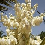 Yucca filamentosa Fleur