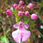 Cynorkis purpurascens Kvet