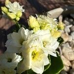 Kalanchoe blossfeldianaKwiat