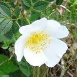 Rosa arvensis Virág