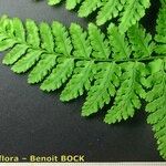 Dryopteris aemula Övriga