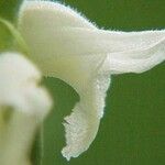 Spiranthes cernua Flower