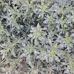 Amaranthus blitoides Folla