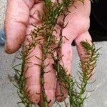 Elodea nuttallii Hoja