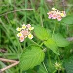 Lantana camaraFlower