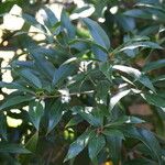 Quercus affinis Leaf
