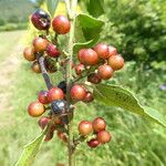 Rhamnus alaternus Fruit