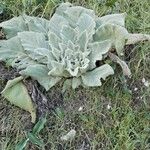 Verbascum boerhaviiFlower