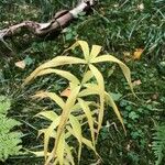 Polygonatum verticillatum List