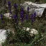 Penstemon glaber Hábito