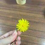 Taraxacum sect. TaraxacumBlomst