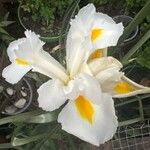 Iris orientalisFlor