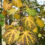 Cercidiphyllum japonicum 叶