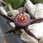Duvalia caespitosa Flower